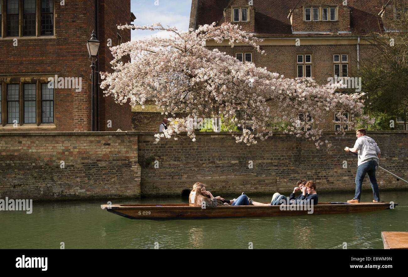 Leute da draußen Stechkahn fahren auf dem Fluss Cam in Cambridge an einem sonnigen Frühlingstag. 17. März 2014. Stockfoto