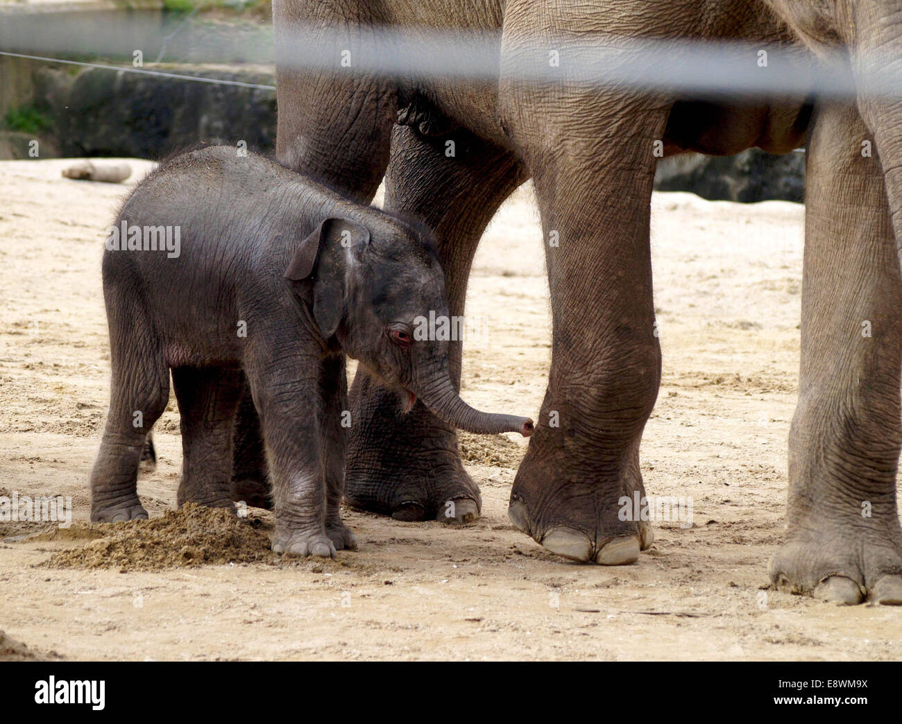 Ein Baby asiatische Elefant geht in aller Öffentlichkeit im Twycross Zoo Stockfoto
