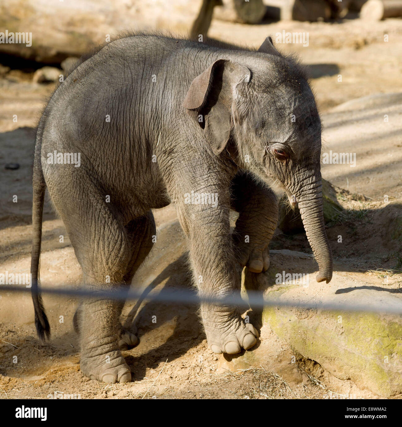 Ein Baby asiatische Elefant geht in aller Öffentlichkeit im Twycross Zoo Stockfoto