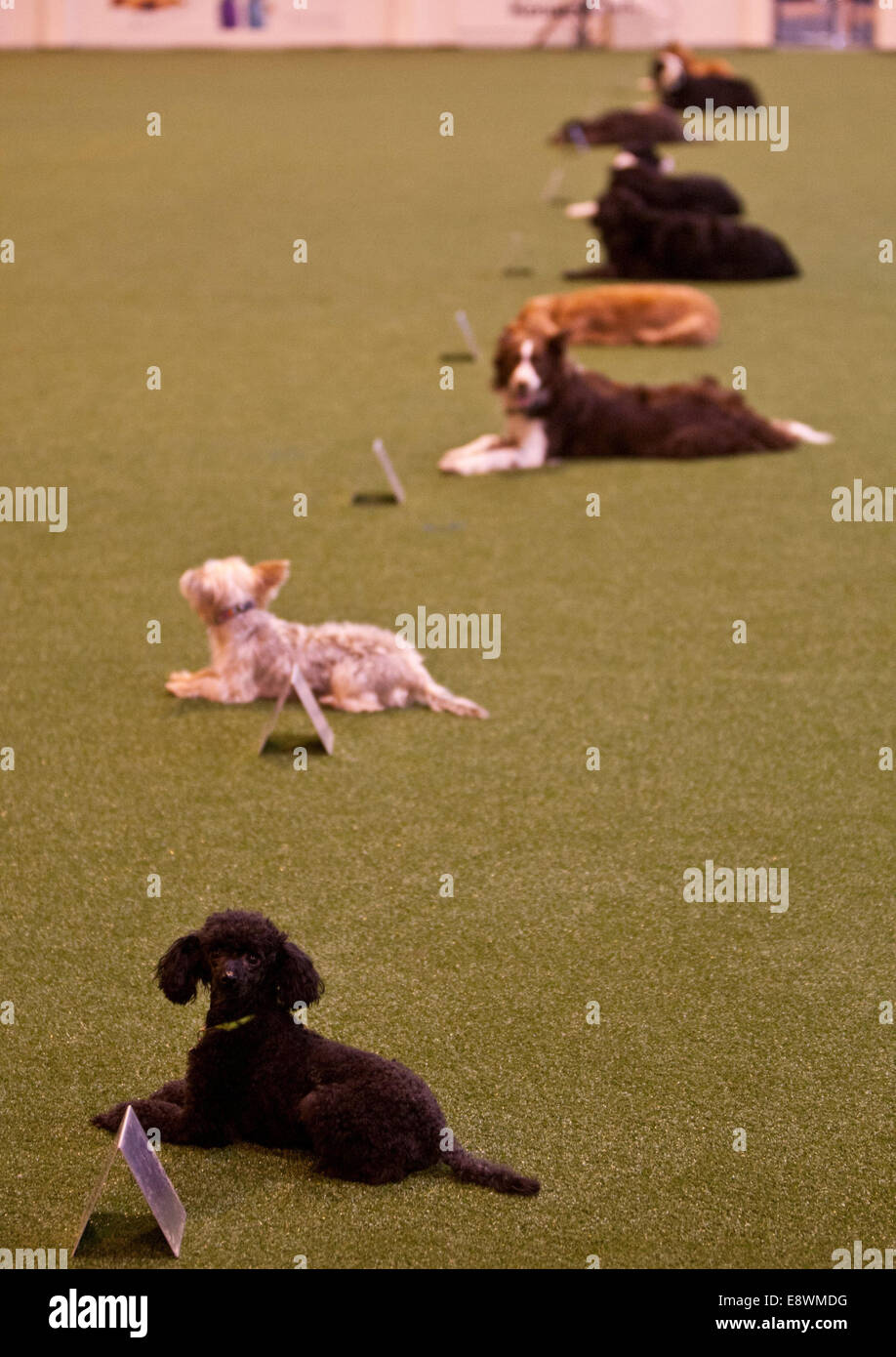 Eine Linie von Hunden auf der Crufts 2014 im NEC in Birmingham beurteilt zu werden. 7. März 2014. Stockfoto