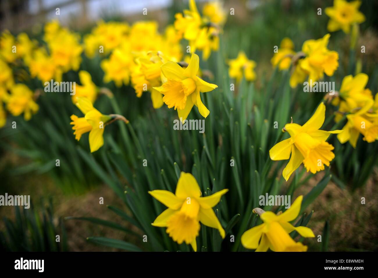 Narzissen sind in voller Blüte in einem Feld in der Nähe von Ashby, England gesehen. Stockfoto