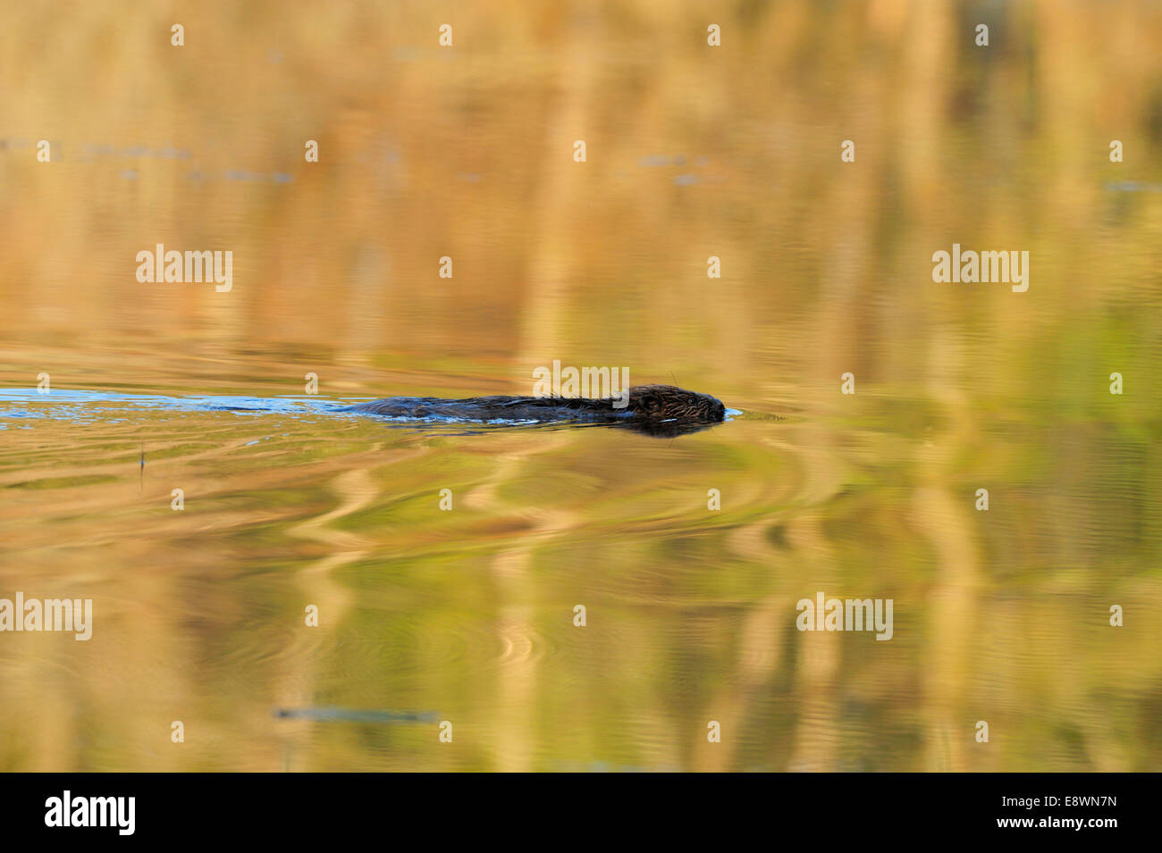 Europäischer Biber - Castor fiber Stockfoto