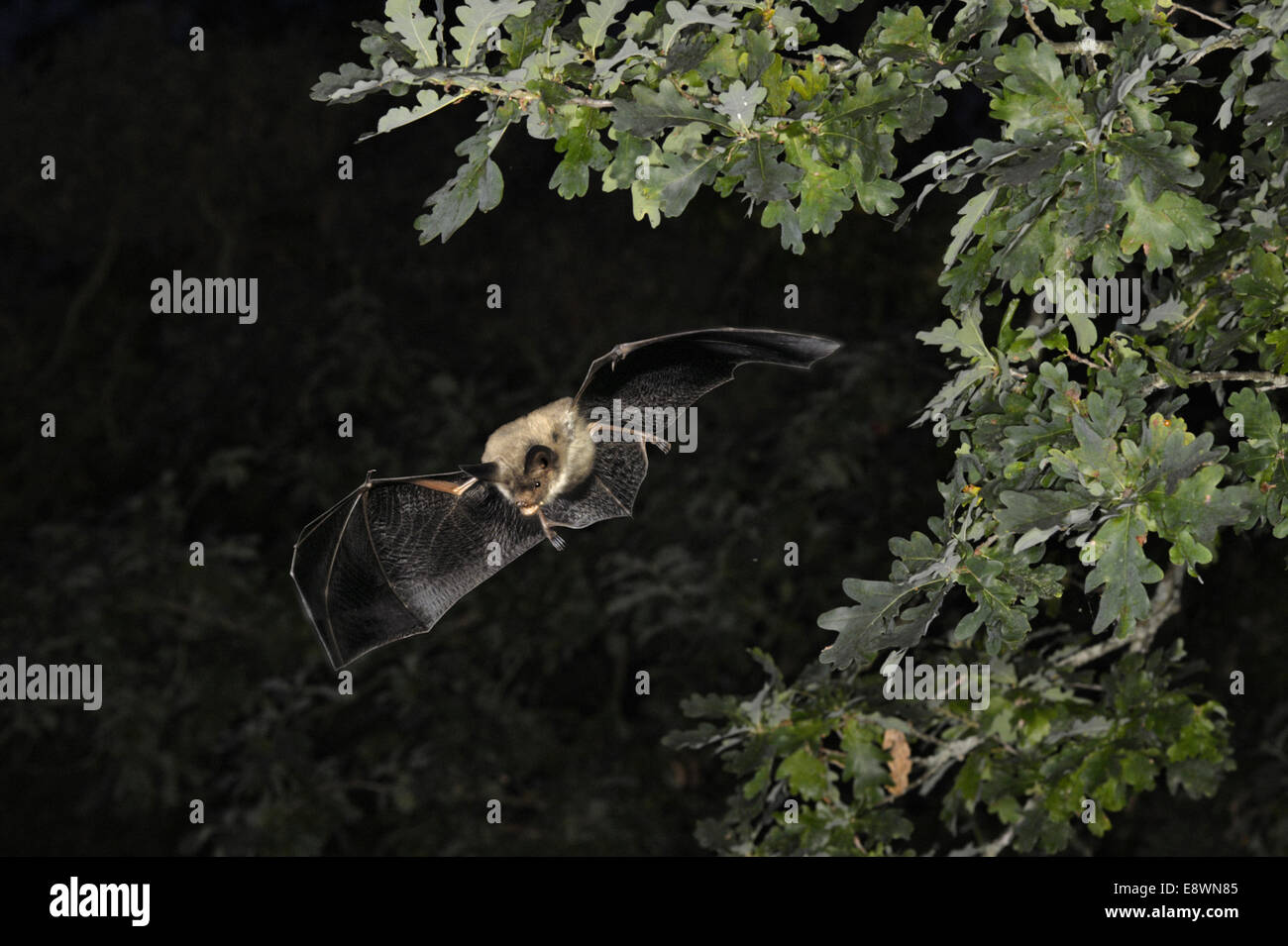 Bechstein Fledermaus - Myotis bechsteinii Stockfoto