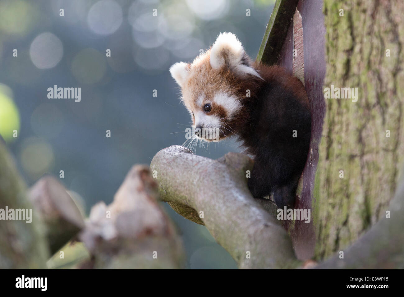 Baby Roter Panda Stockfotografie Alamy