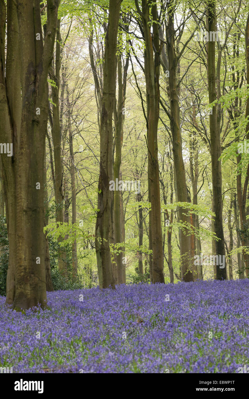 Bluebell: Hyacinthoides non-Scripta. West-Holz, in der Nähe von Marlborough, Wiltshire, England Stockfoto