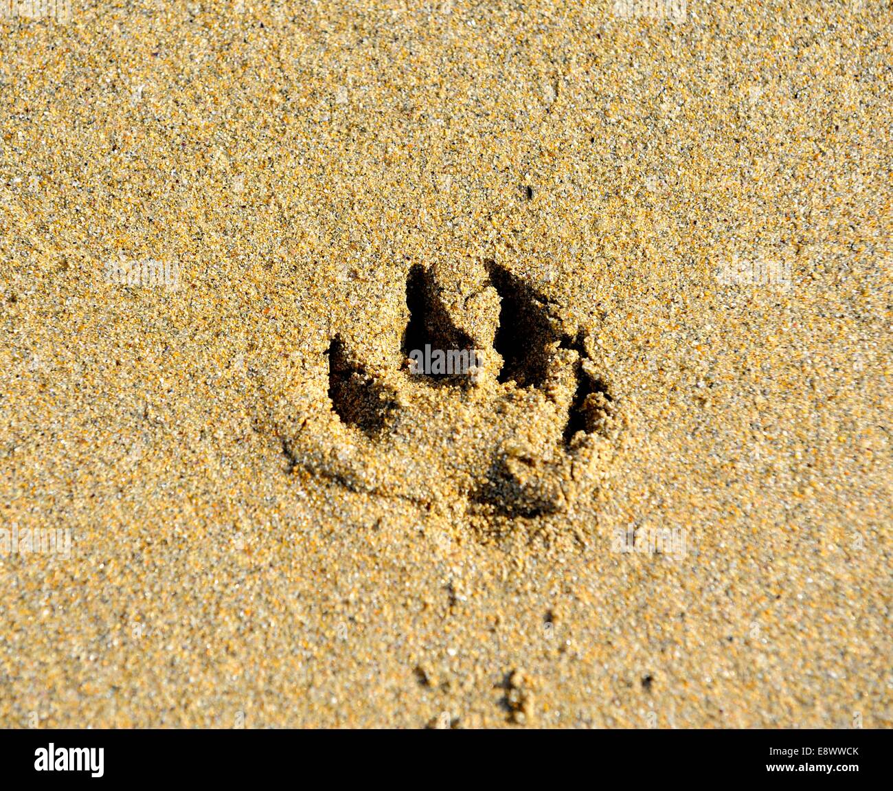 Einen einzelnen Hund Fußabdruck im sand Stockfoto