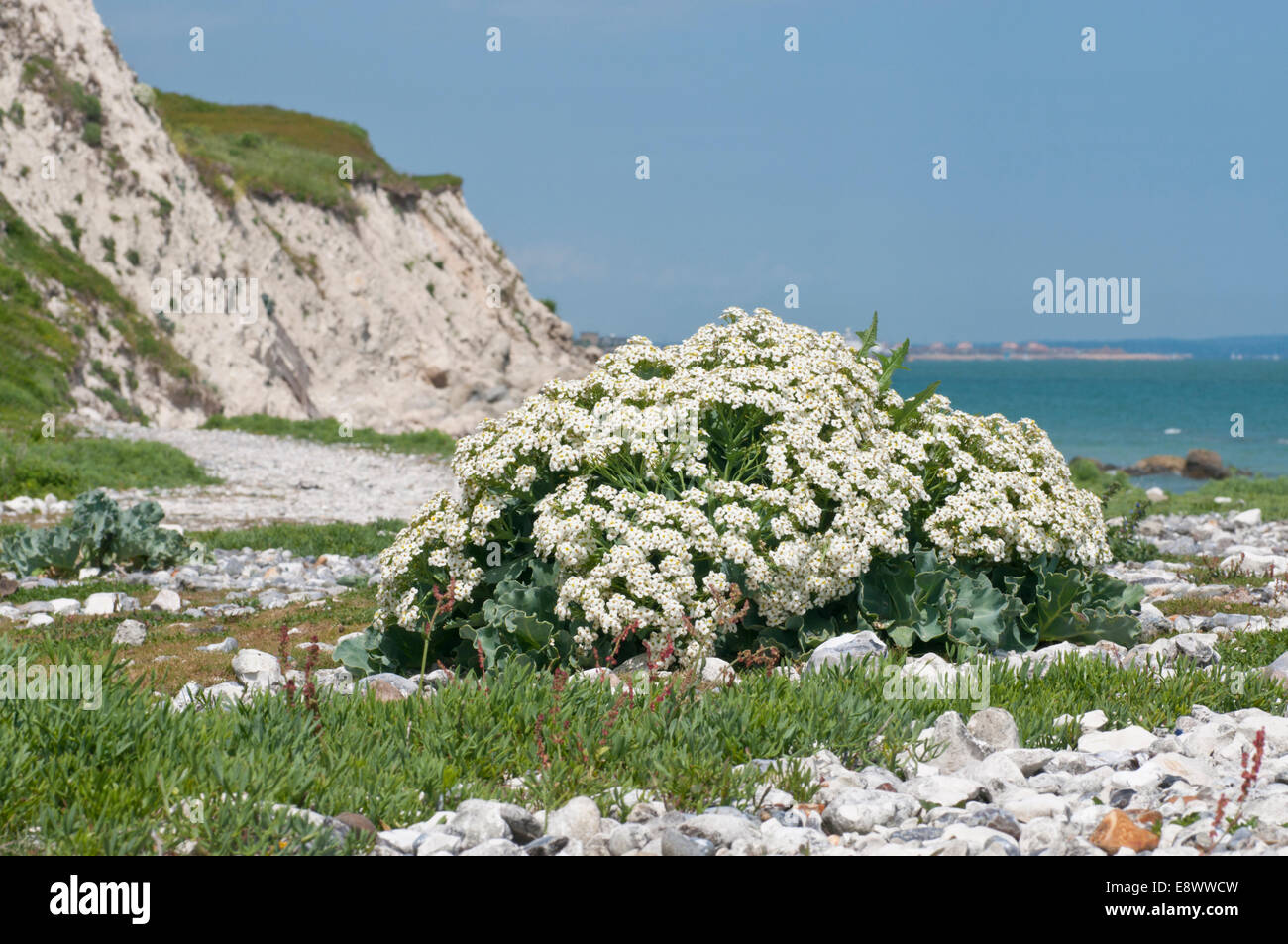 Lebensraum-Schuss von Seekohl am Kuh-Lücke, Eastbourne, East Sussex Stockfoto