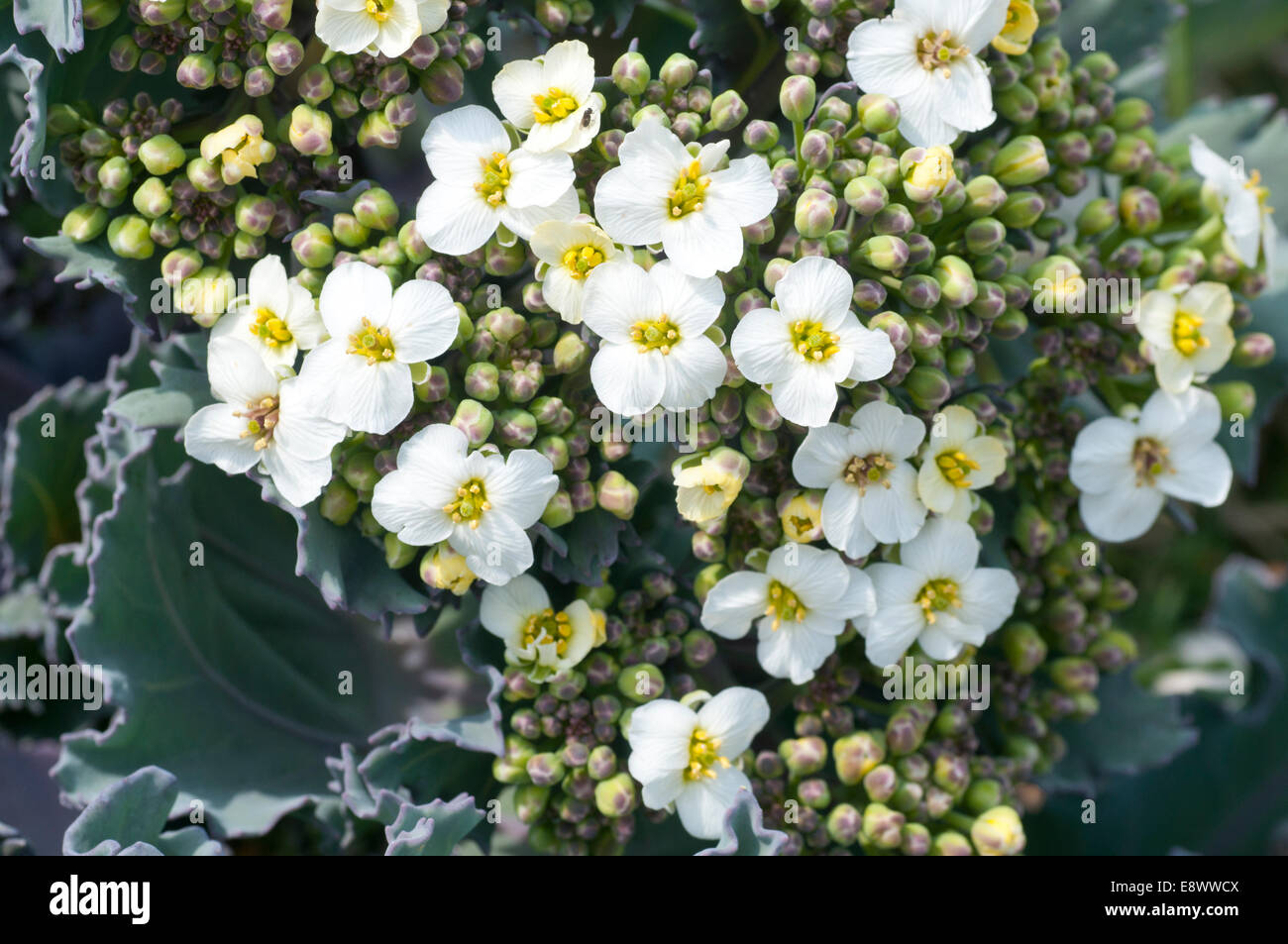 Nahaufnahme der Blüten der Meerkohl genommen in Eastbourne, East Sussex Stockfoto