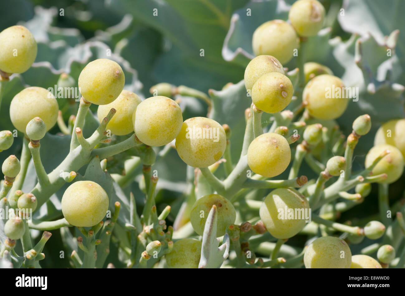 Nahaufnahme der Früchte des Seekohl genommen in Eastbourne, East Sussex Stockfoto