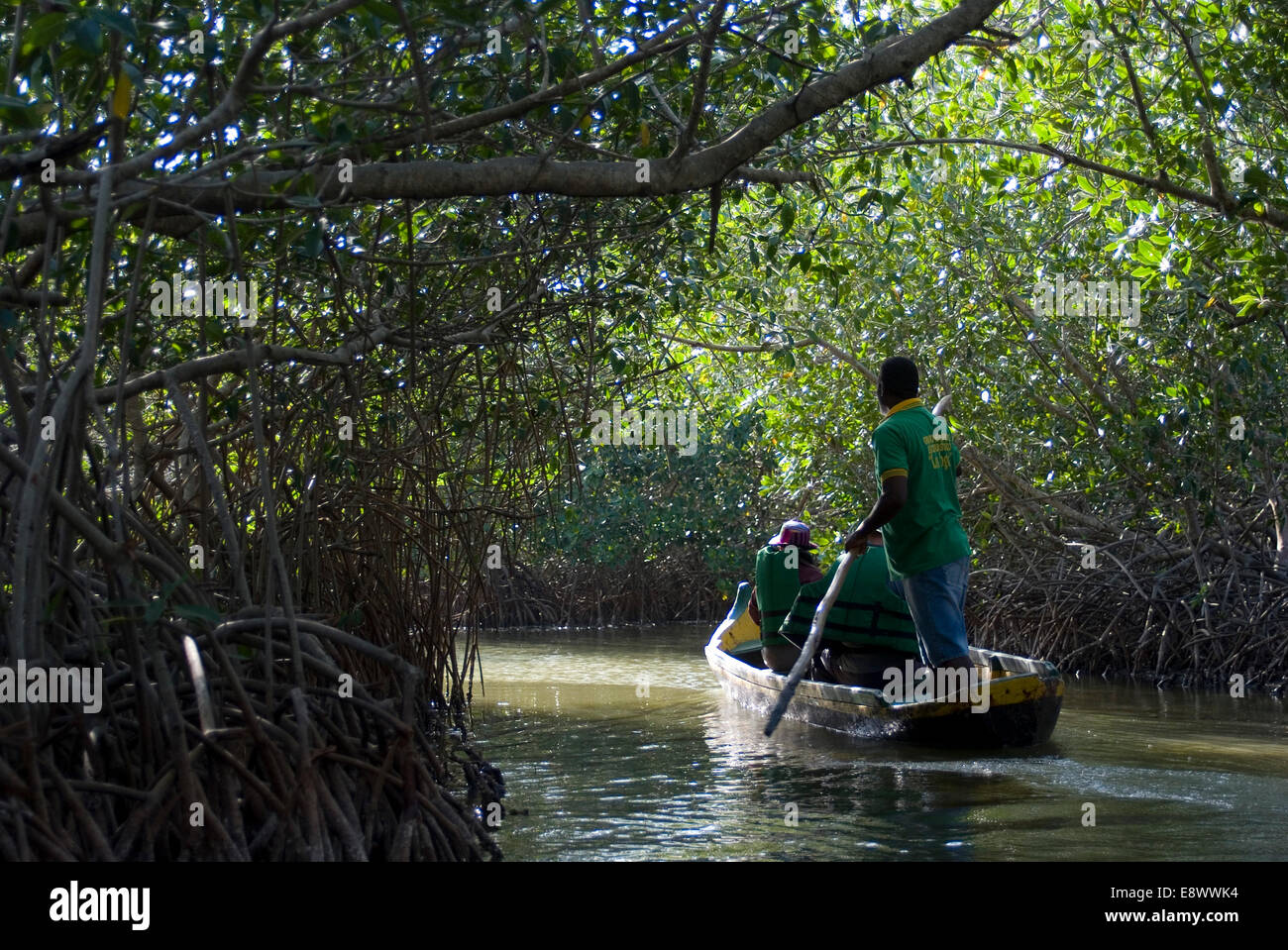 Mangrovensumpf, La Boquilla, in der Nähe von Cartagena, Kolumbien Stockfoto
