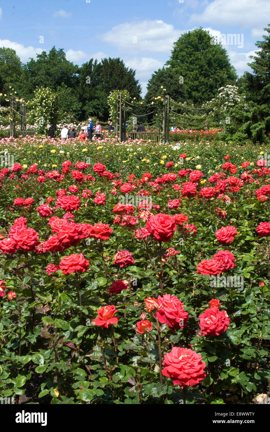 Rosen, Queen Mary Gärten, Regents Park, London NW1, England Stockfoto