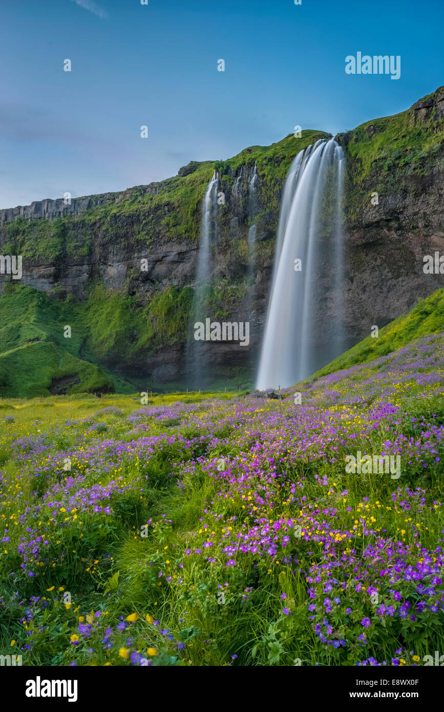 Wildblumen und grün mit Seljalandsfoss Wasserfällen, Island Stockfoto