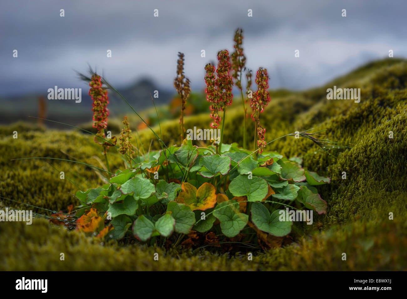 Berg-Sauerampfer-Wildblumen in das Lavafeld Berserkjahraun, Island Stockfoto