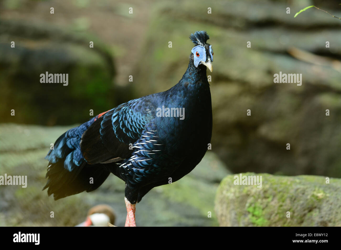 schöne männliche Crested Fasan (Lophura Ignita) inThai Wald Stockfoto