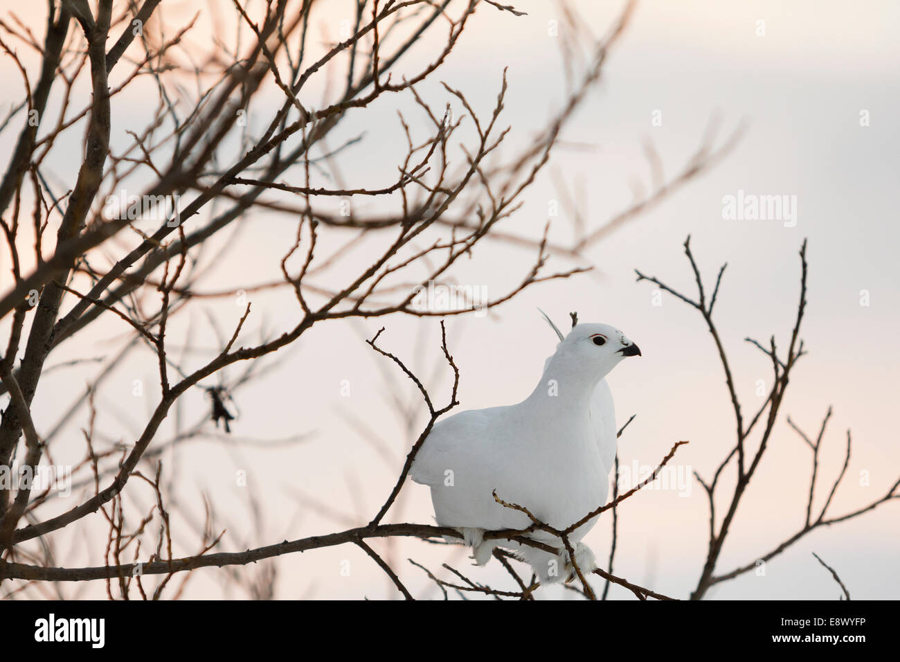 ABISKO, Schweden Ptarmigan im Schnee. Stockfoto