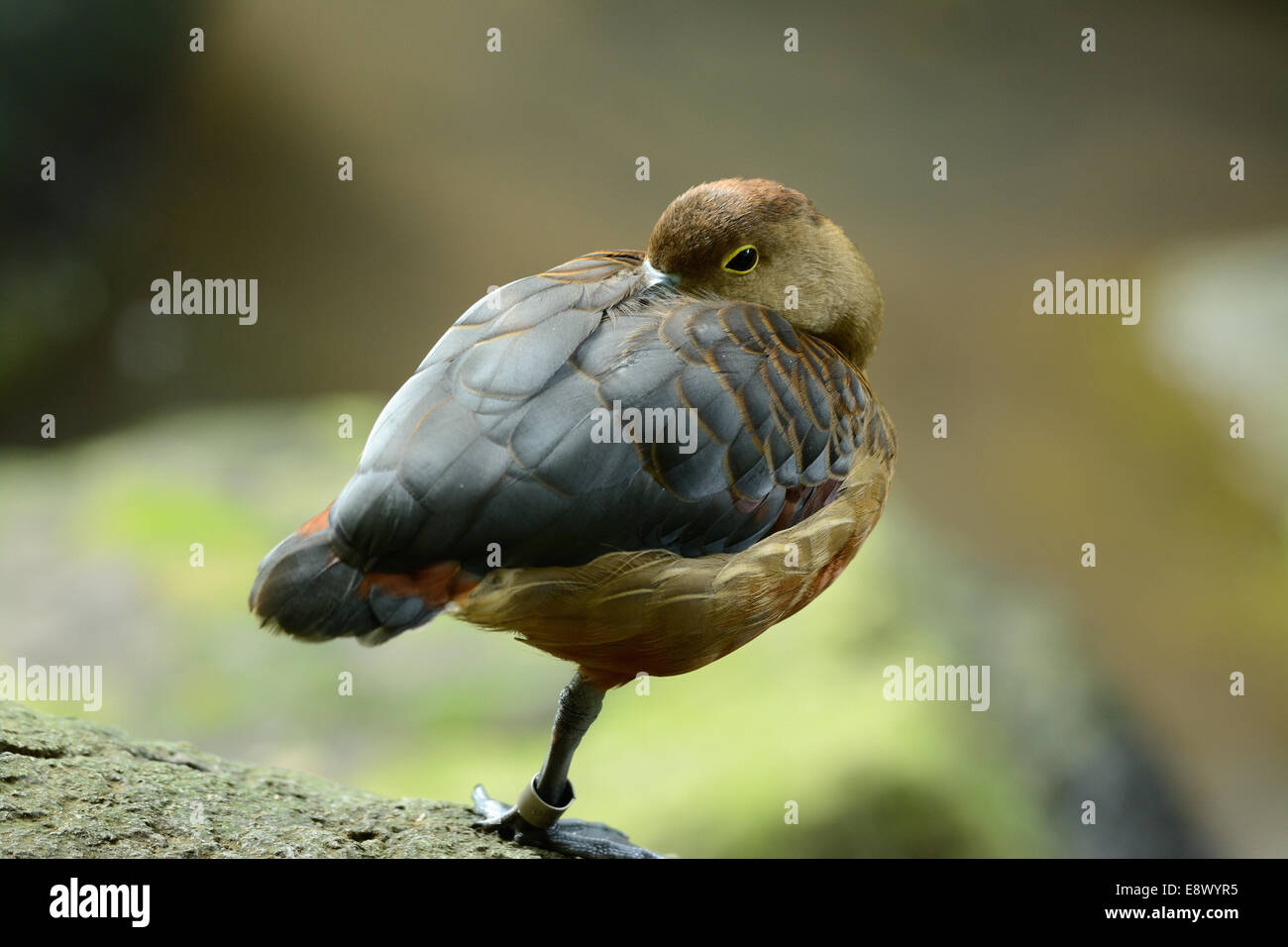 schöne kleinere Pfeifen-Ente (Dendrocygna Javanica) ruht auf dem Wasser Stockfoto