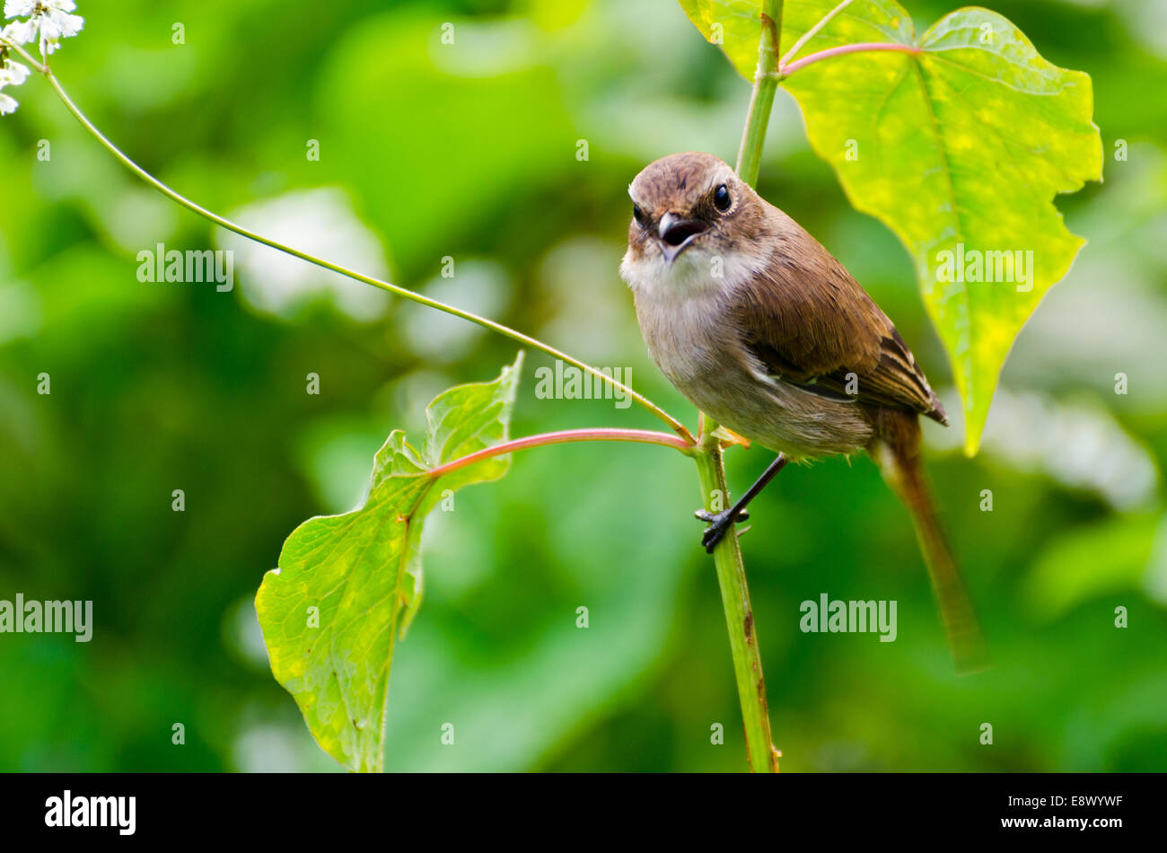 Graue Bushchat Vogel (weiblich). Aufruf für einen Kumpel zu singen. Stockfoto