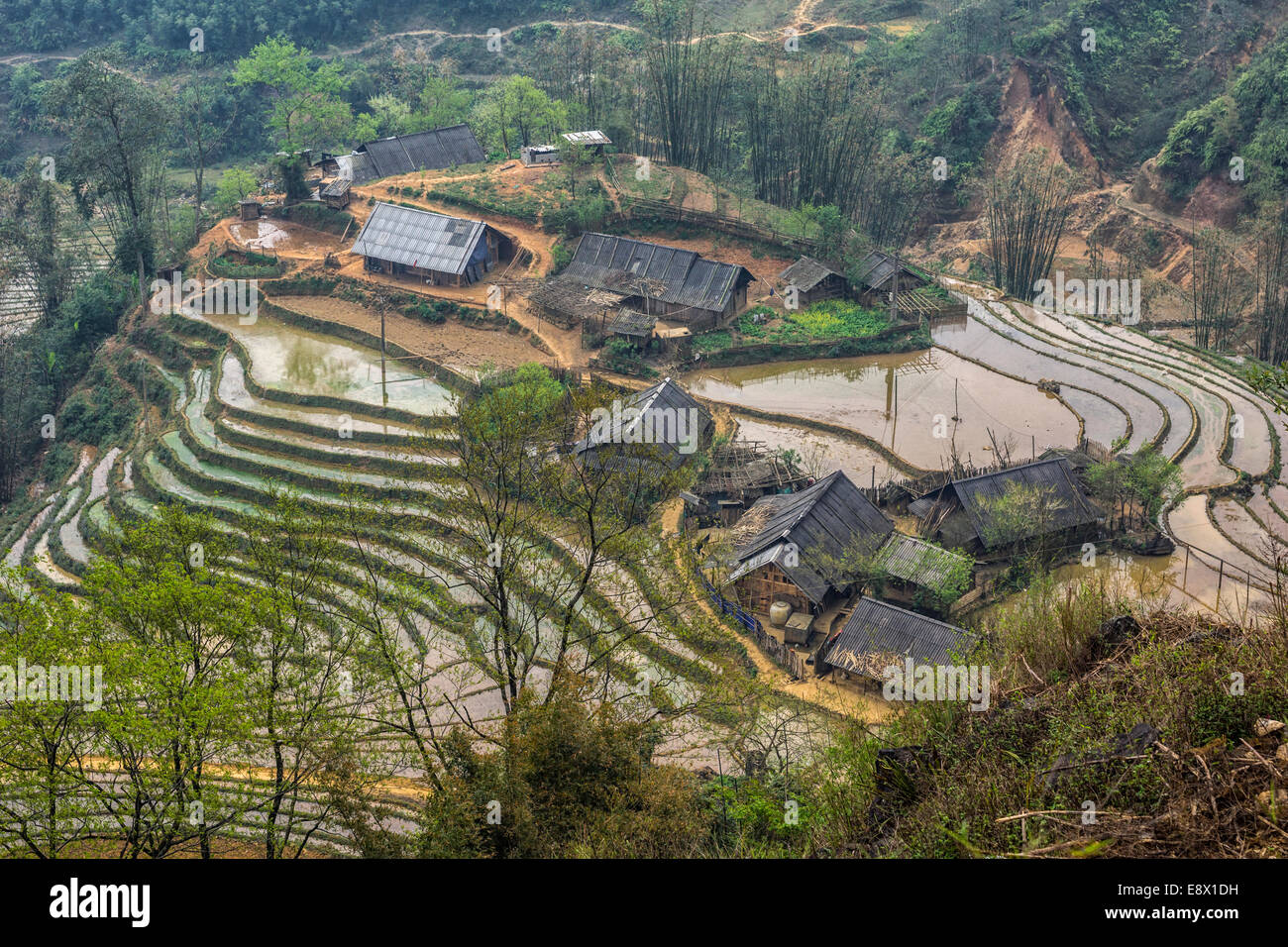 Paar Hmong Bauernhöfe auf Hügel, umgeben von untergetauchten Reisfelder im Spätwinter. Stockfoto