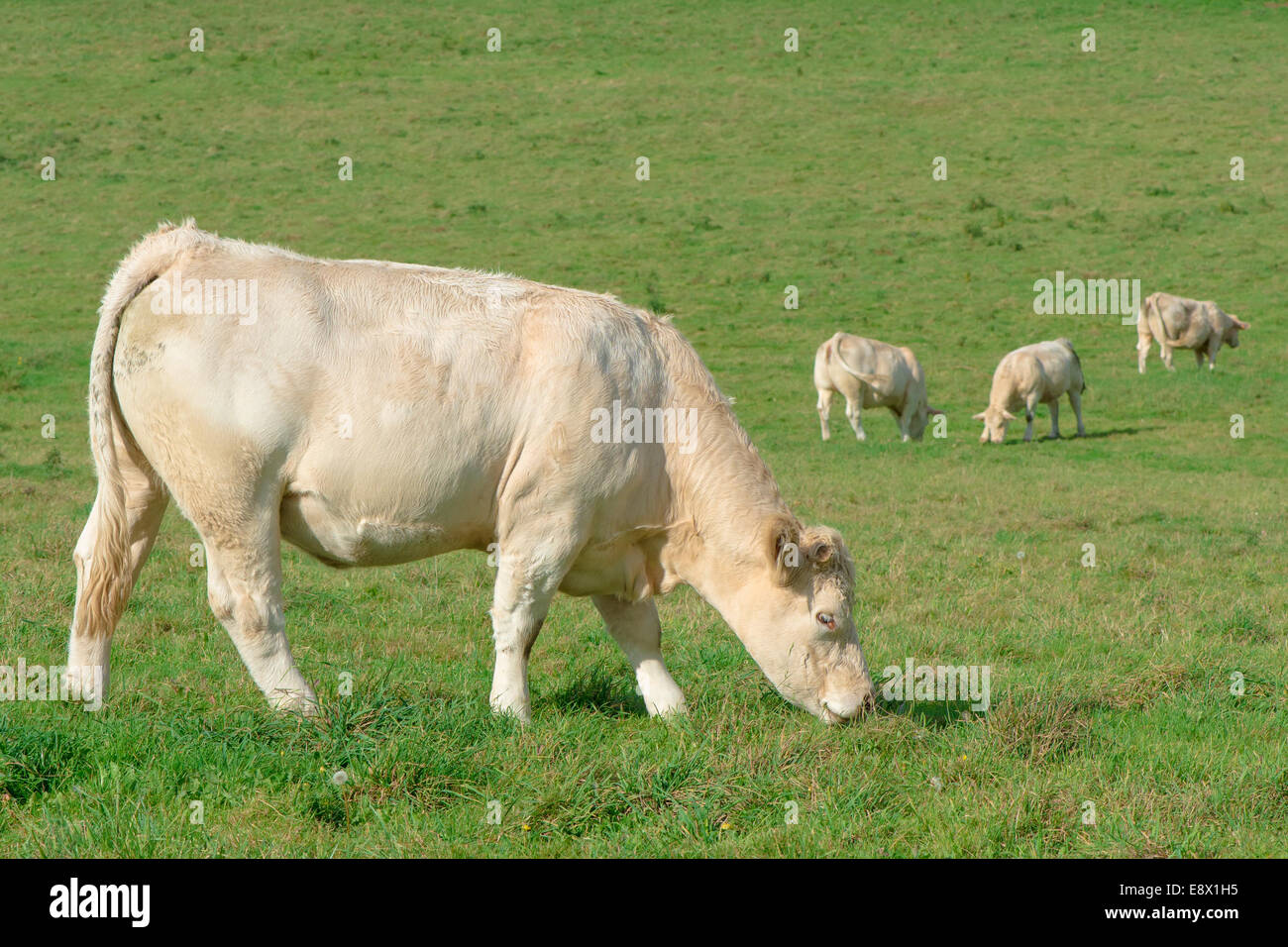 weiße Kühe essen grünen Rasen in einem Feld Stockfoto