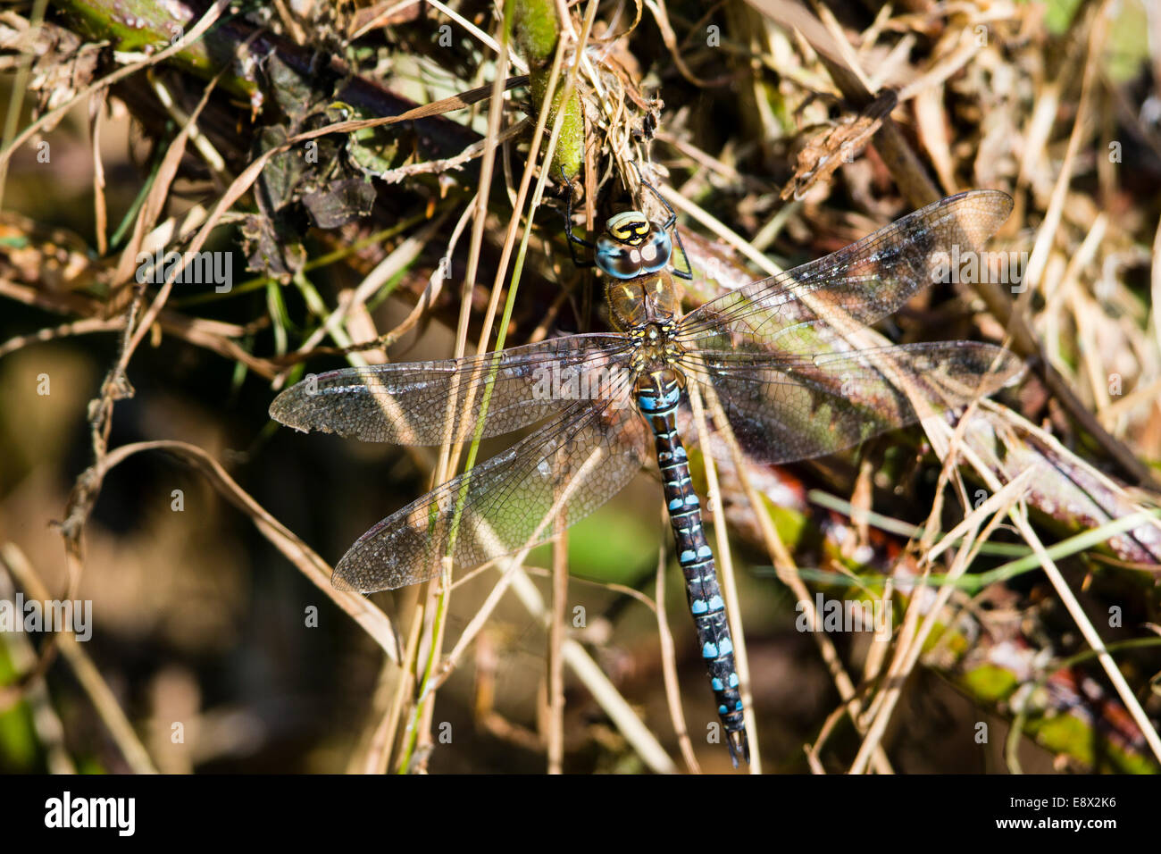 Ein Kaiser-Libelle sonnen sich in der Herbstsonne in Newport Wetland Centre, South Wales Stockfoto