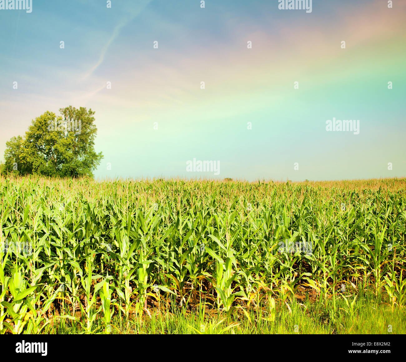 Maisfeld und Regenbogen Stockfoto