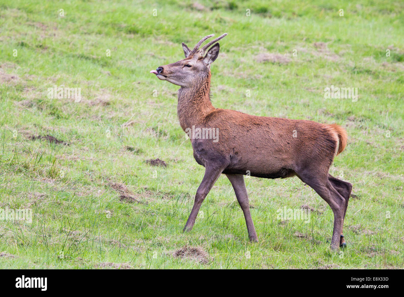 Juvenile Rotwild-Hirsch im Margam Park Stockfoto