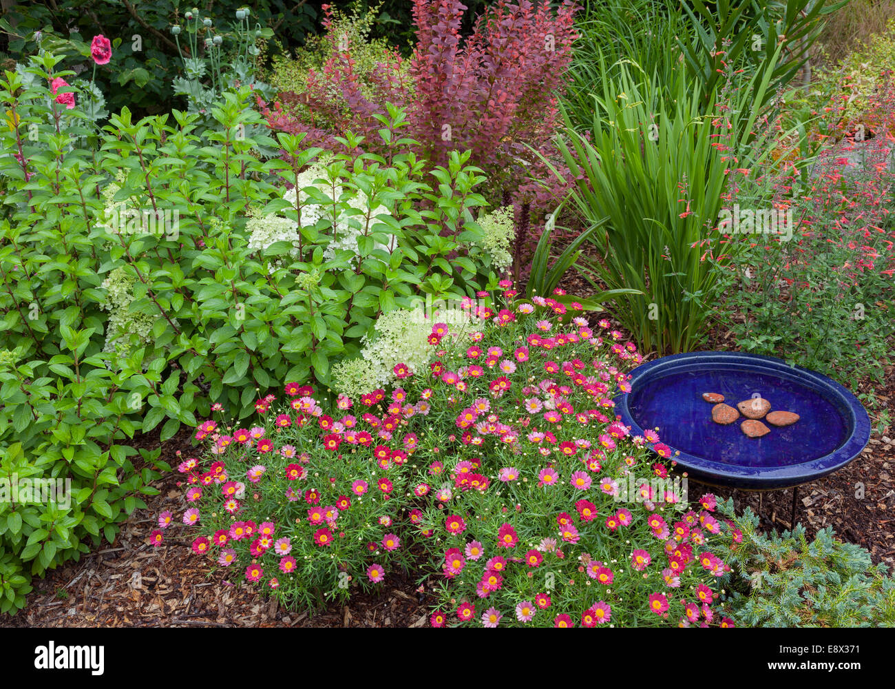 Vashon Island, WA: Sommergarten mit Argyranthemum 'Madeira Red', Hortensie "Bobo", Berberitze Wildform "Coronado Red" Stockfoto