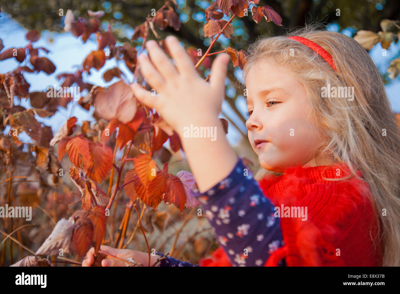 Mädchen im Garten, die Blätter von Himbeer Bush zu berühren Stockfoto