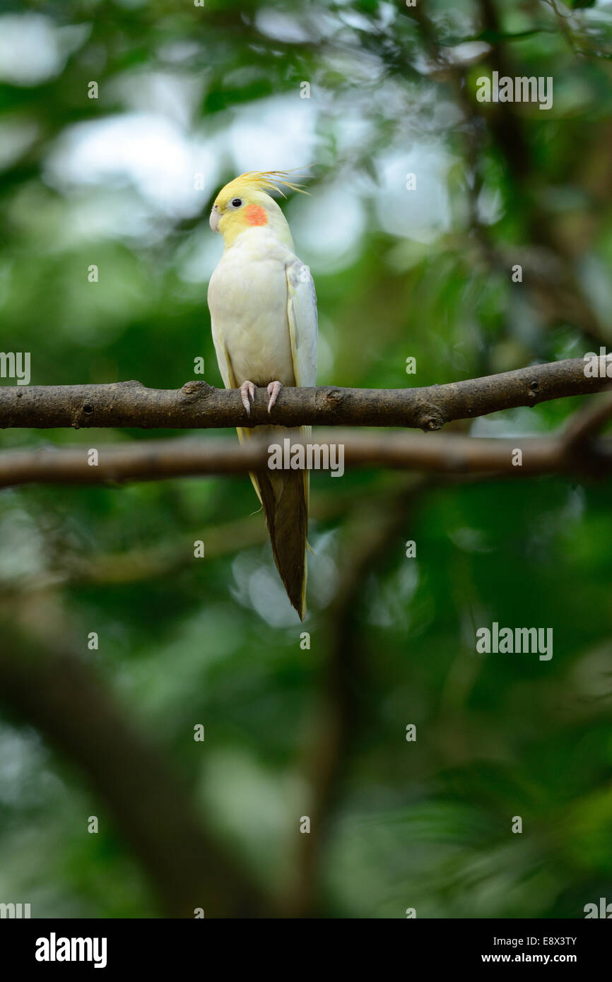 schöne Lutino Mutation Nymphensittich (Nymphicus Hollandicus) am Walde Stockfoto