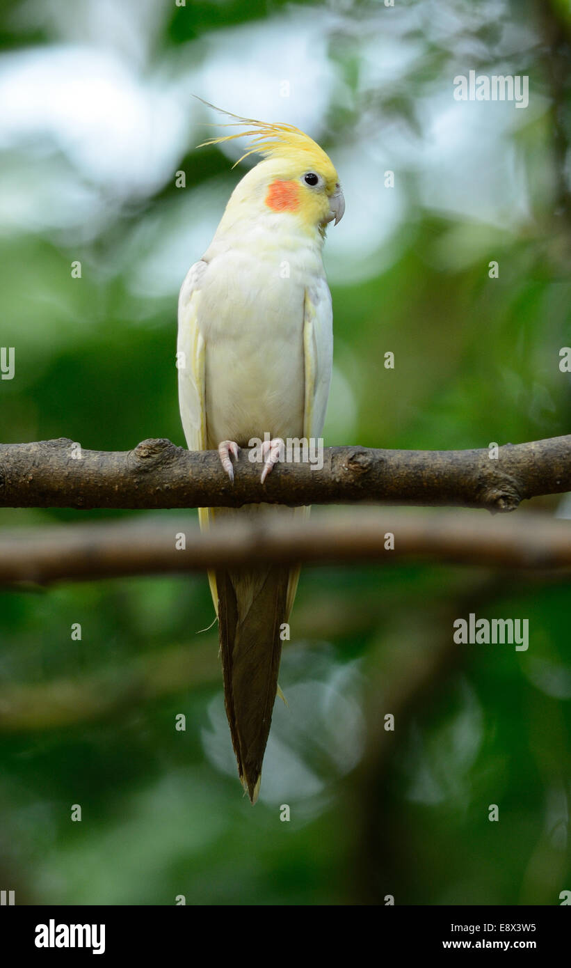 schöne Lutino Mutation Nymphensittich (Nymphicus Hollandicus) am Walde Stockfoto