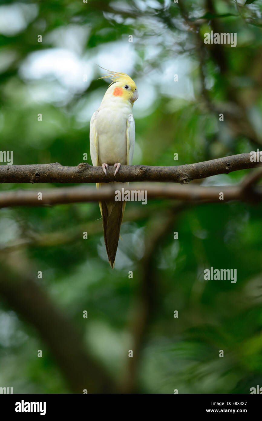 schöne Lutino Mutation Nymphensittich (Nymphicus Hollandicus) am Walde Stockfoto