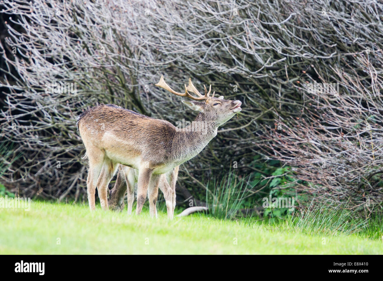 Damwild Buck im Margam Park Stockfoto