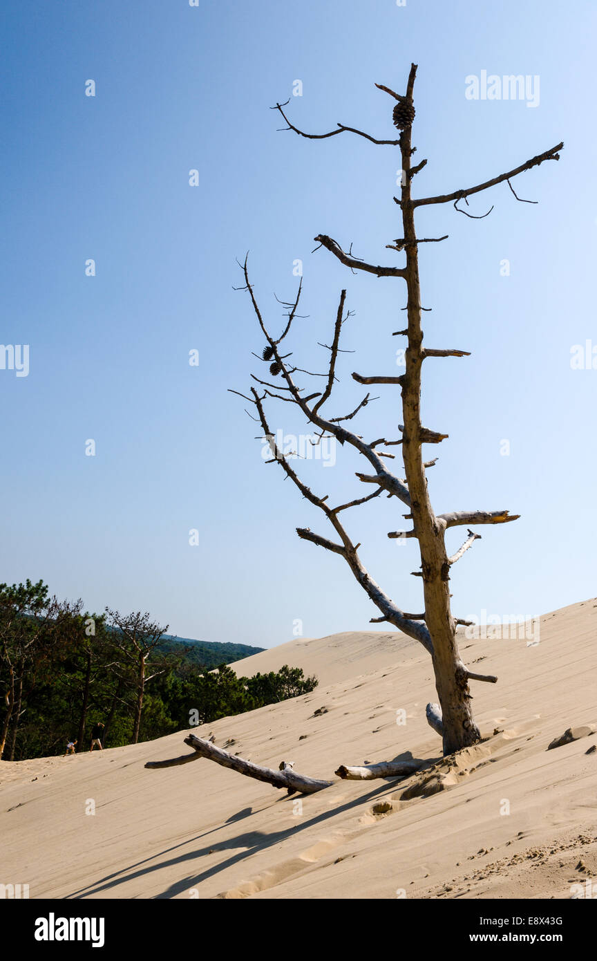 Frankreich, La Teste-de-Buch, d ' Arcachon. Dune du Pilat, die höchste Sanddüne Europas. Stockfoto