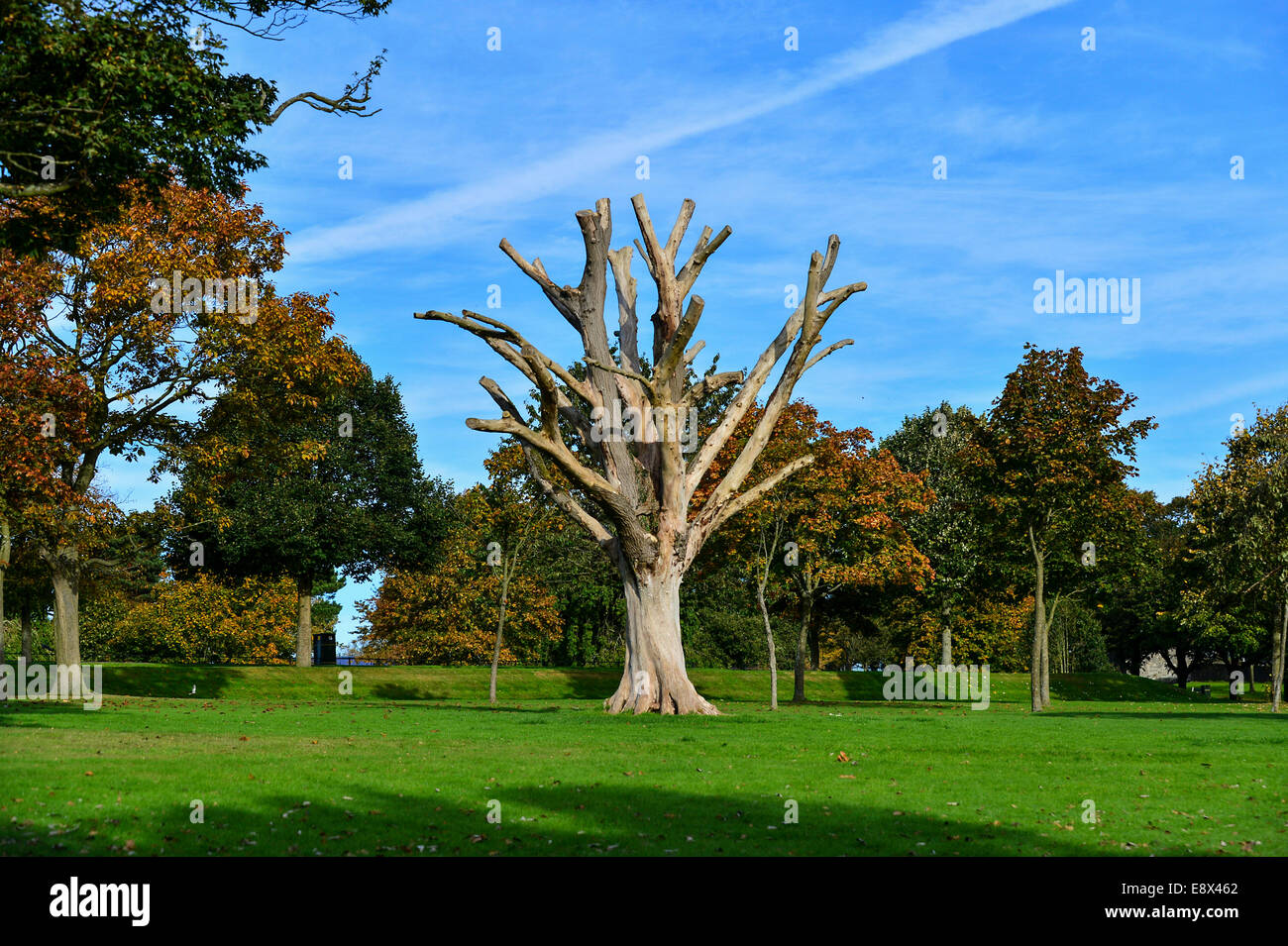 Stock Foto - toter Baum im Herbst, Brooke Park, Derry, Londonderry, Nordirland. © George Sweeney /Alamy Stockfoto