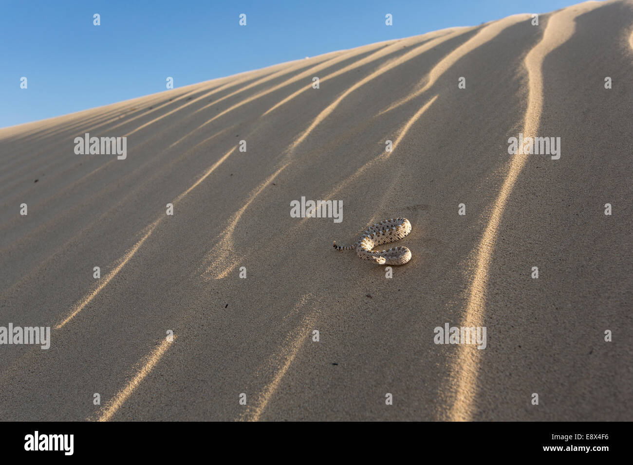 Sidewinder, Crotalus Cerstastes auf Sanddüne, Anza-Borrego Desert, Kalifornien Stockfoto