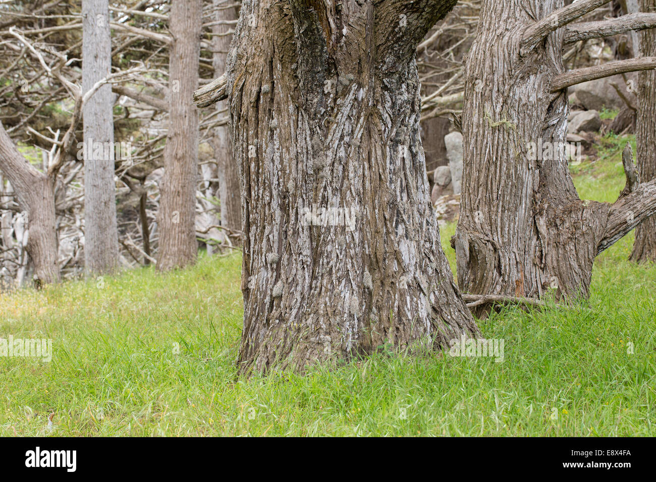 Monterey-Zypressen, Cupressus Macrocarpa, Point Lobos, Monterey, Kalifornien Stockfoto