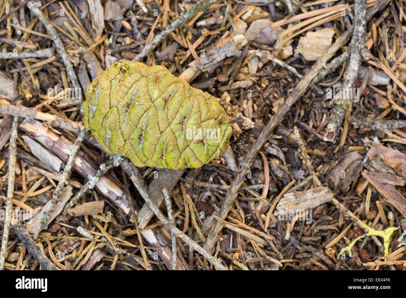 Frisch gefallenen Kegel, Sequoia oder riesigen Redwood, Sequoiadendron Giganteum, Sierra Nevada, Kalifornien Stockfoto