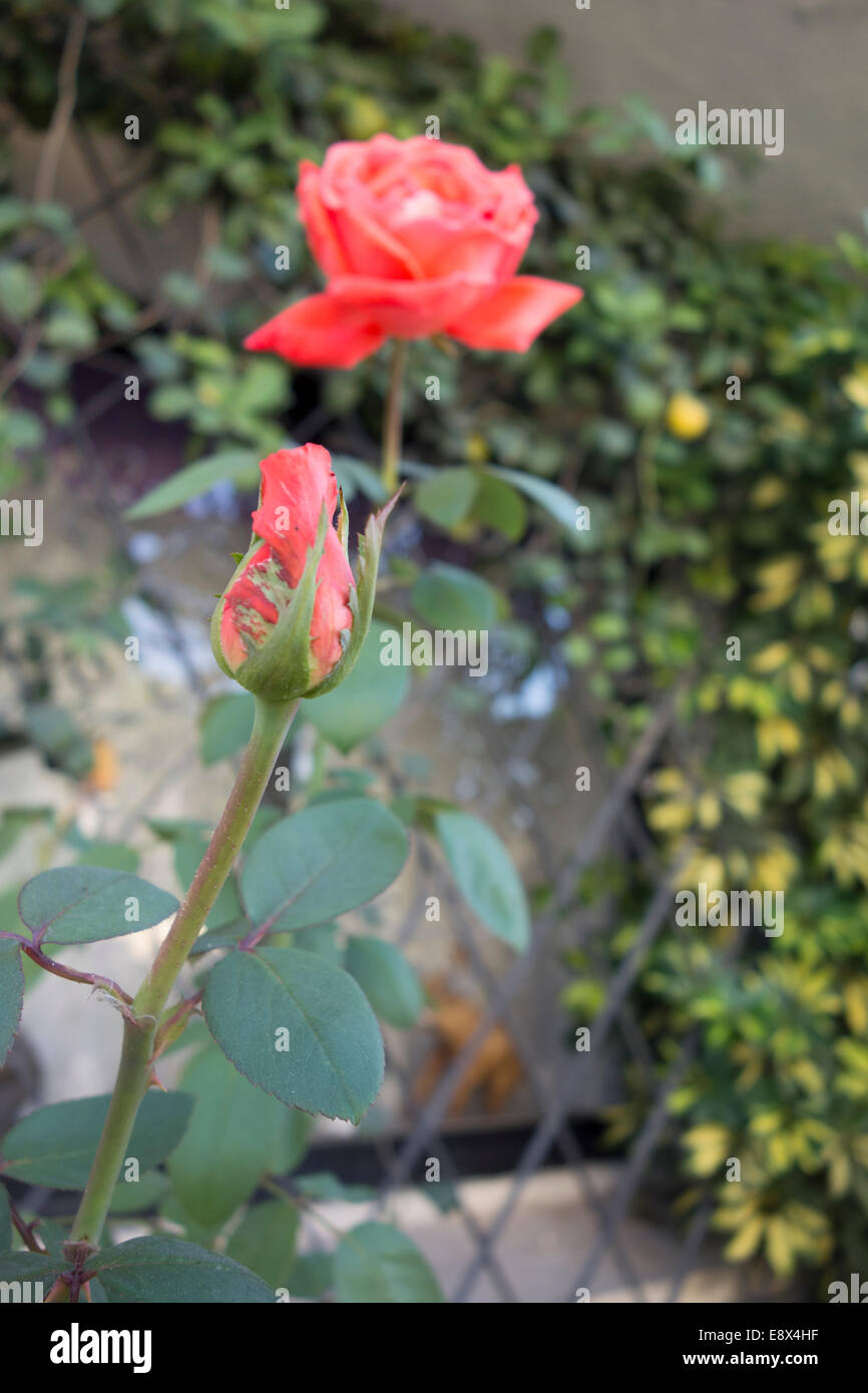 Nahaufnahme einer rose Knospe, Rosa SP., aufgenommen in Malta. Stockfoto