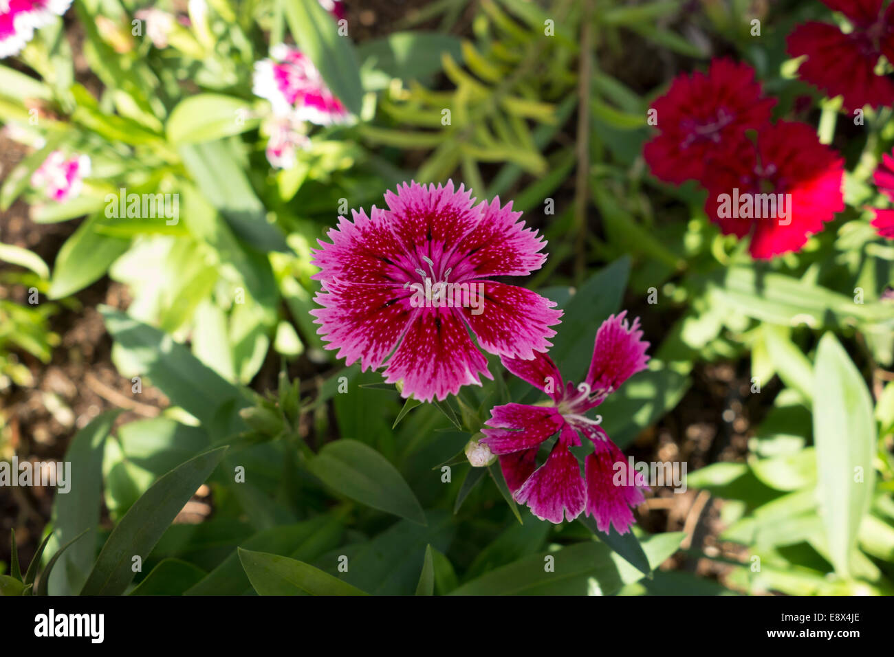 Nahaufnahme einer rosa Blume, Dianthus SP., aufgenommen in Malta. Stockfoto