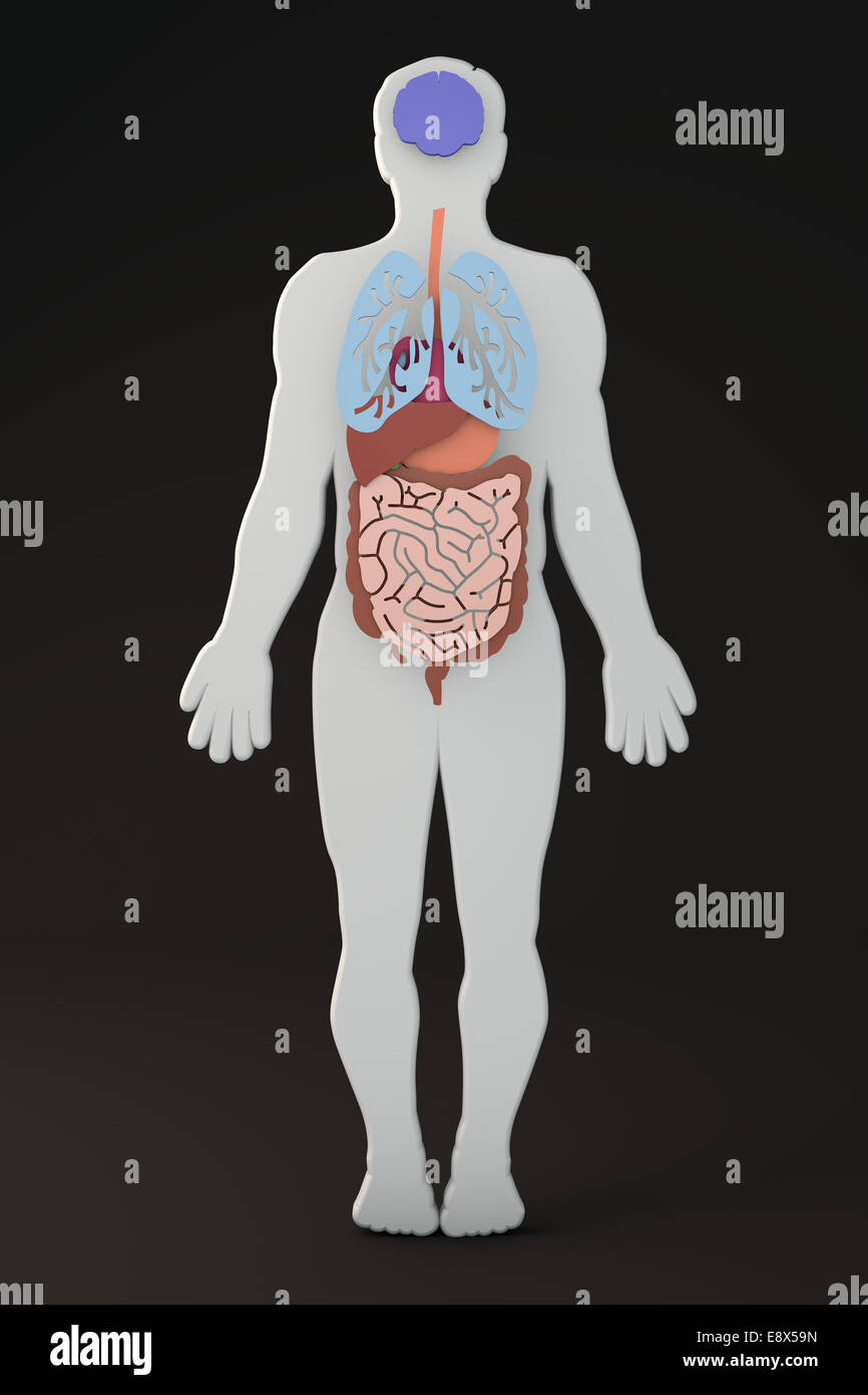 Abschnitt des menschlichen Körpers inneren Organe und Apparate Stockfoto
