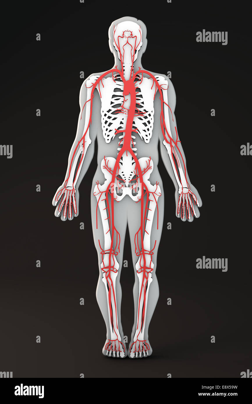 Abschnitt des menschlichen Körpers interne Apparate, Body-Form-Bereich, arteriellen Kreislauf-system Stockfoto