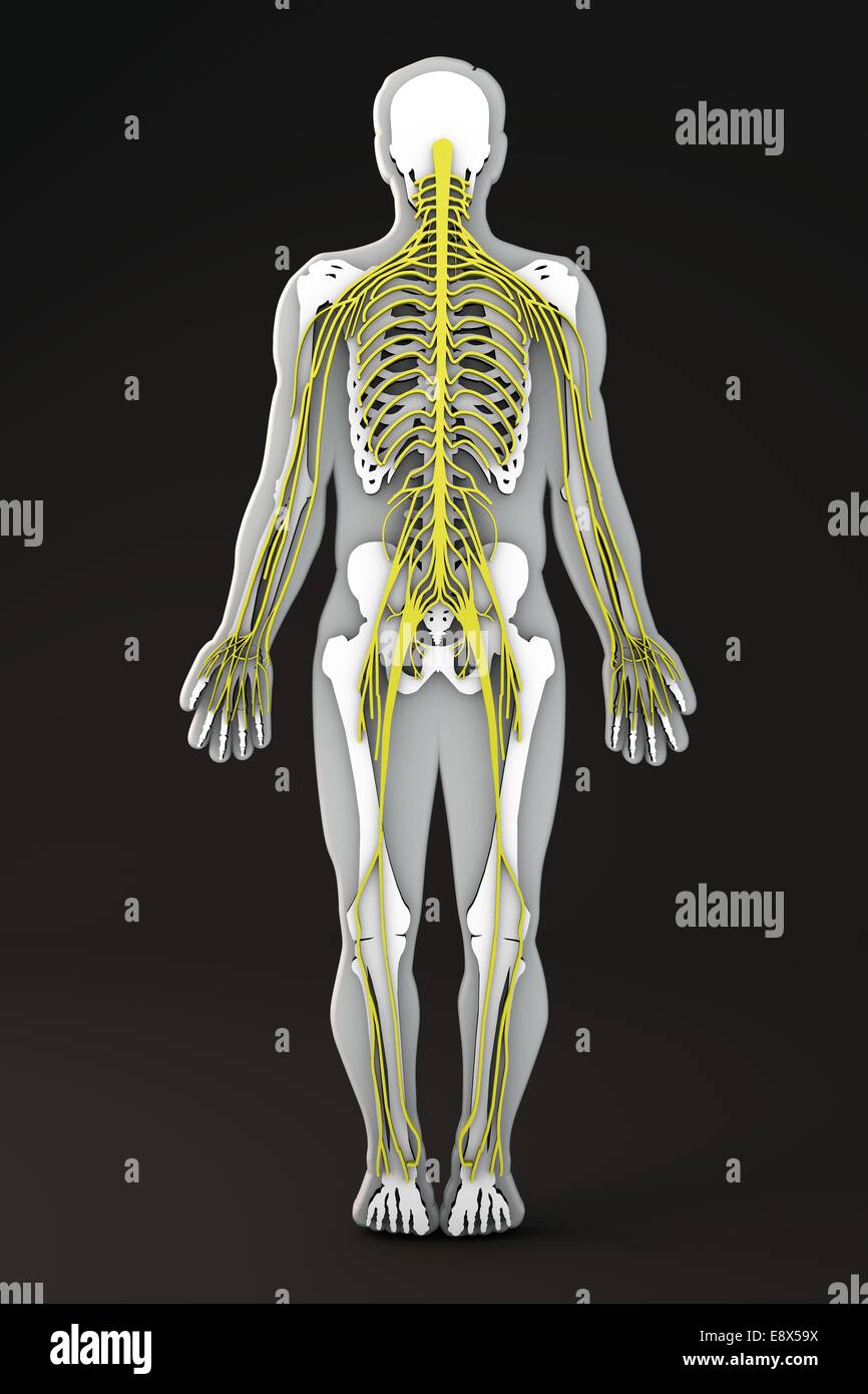 Abschnitt des menschlichen Körpers interne Apparate, Body-Form-Bereich, Nervensystem Stockfoto