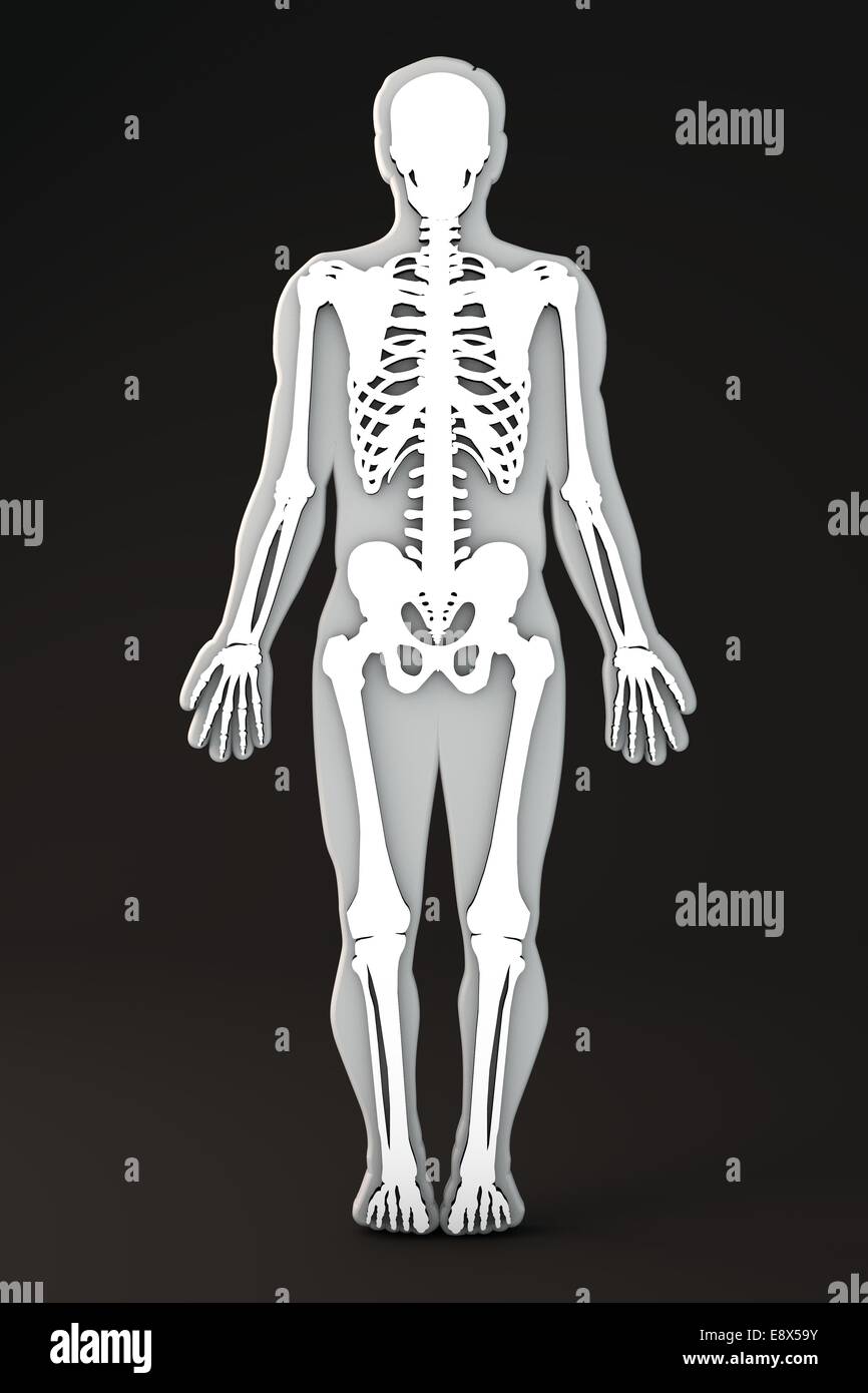 Menschlichen Körpers Gliederung Skelett Abschnitt Stockfoto