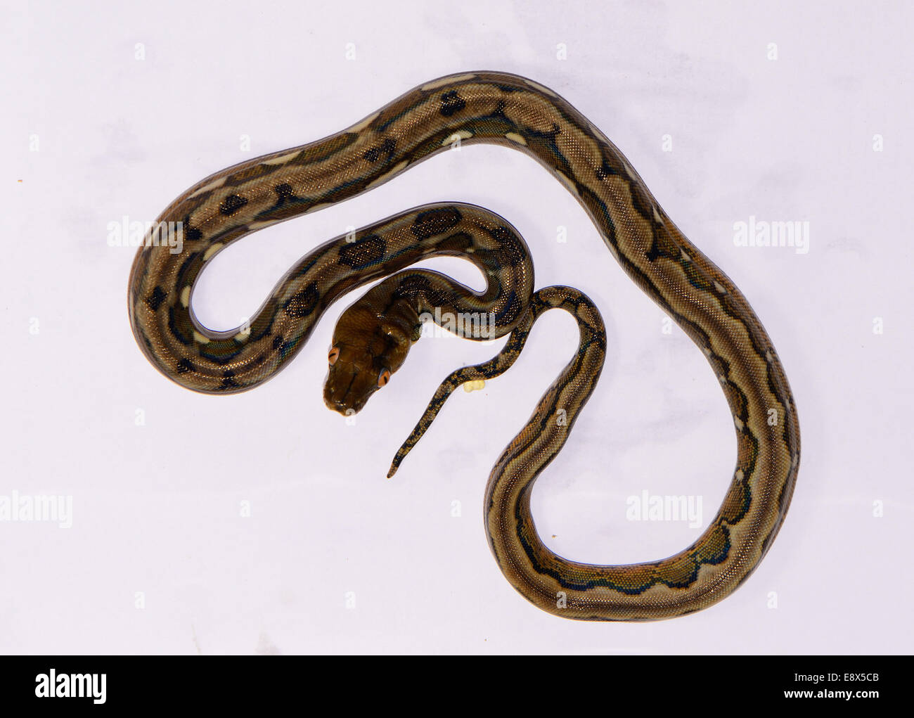 schöne Baby motley Mutation retikuliert Python (Python Reticulatus) im Terrarium Stockfoto