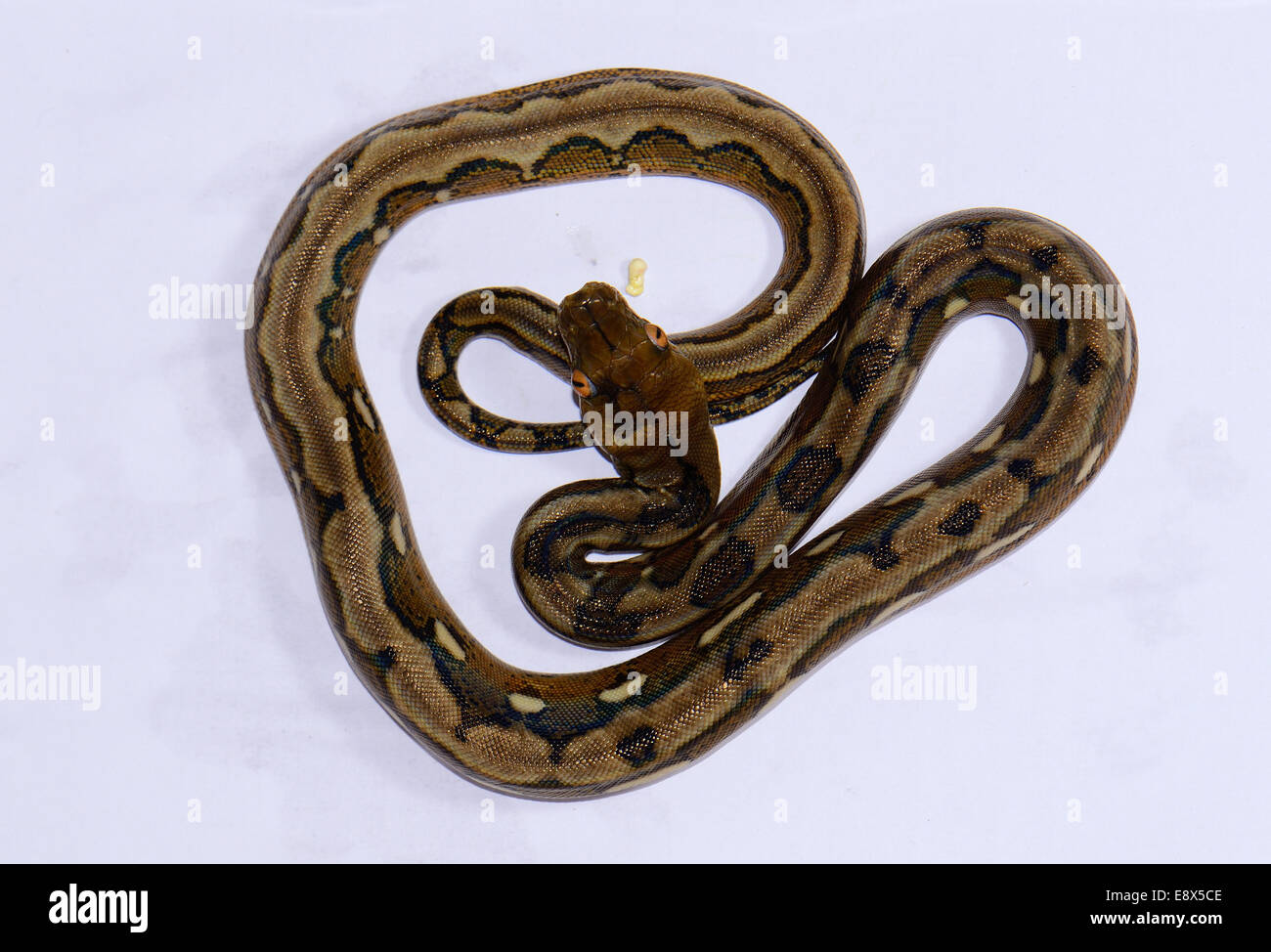 schöne Baby motley Mutation retikuliert Python (Python Reticulatus) im Terrarium Stockfoto