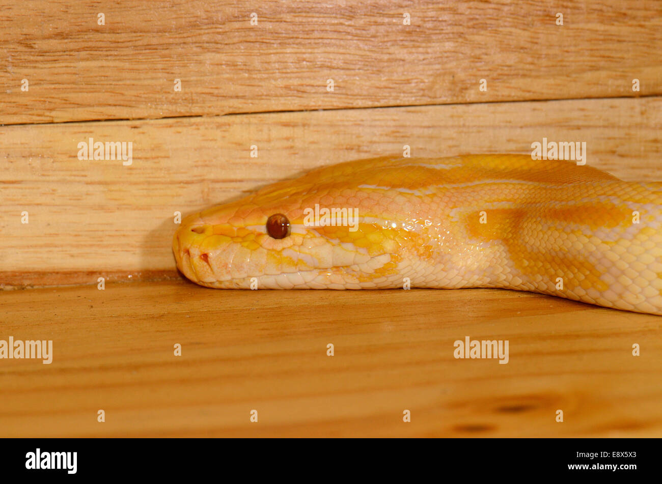 schöne Albino burmesischen Python (Python Bivittatus) schlafen im Terrarium Stockfoto