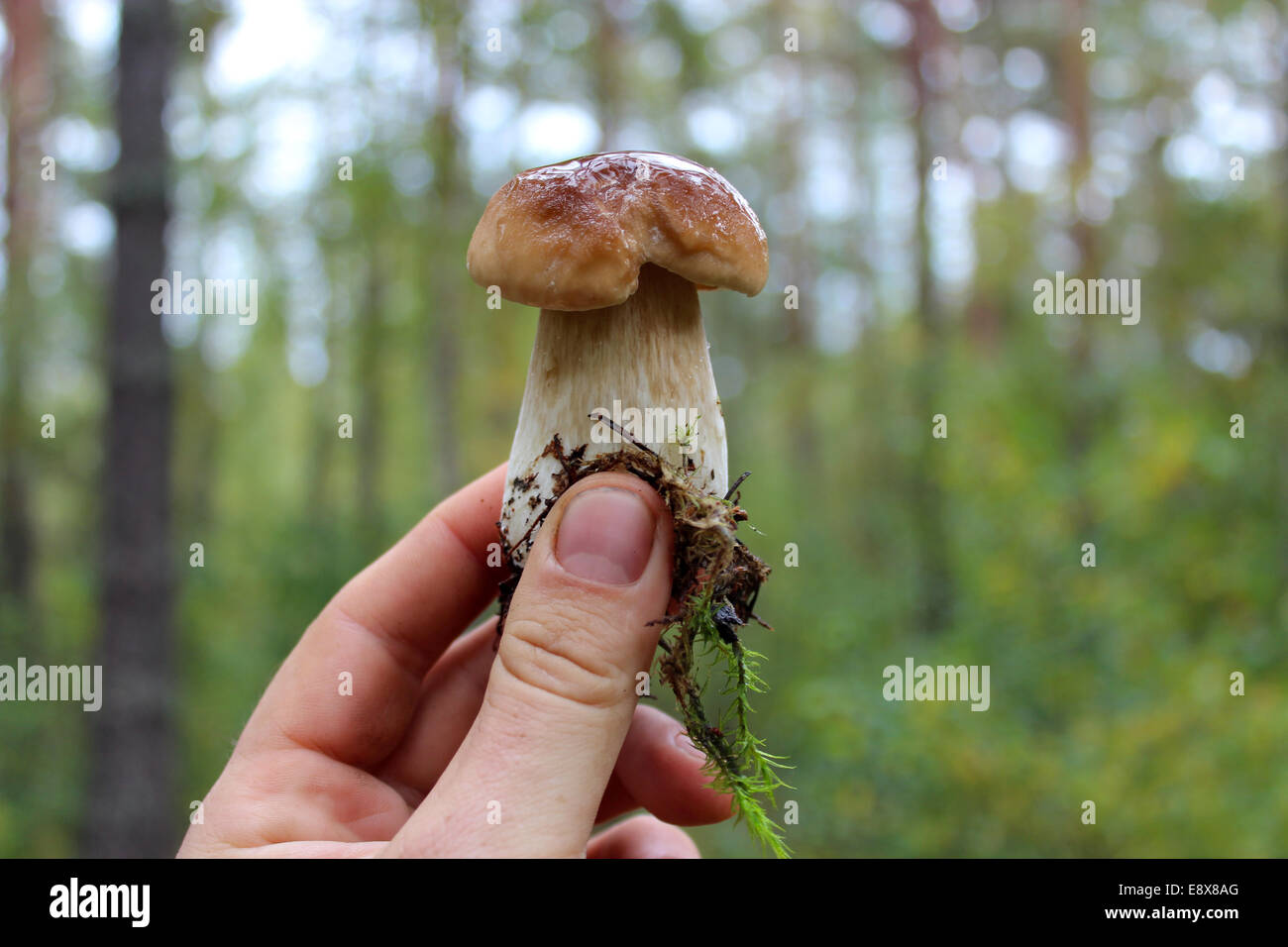 schöne und wenig gefangen in der Wald-Cep in der hand Stockfoto