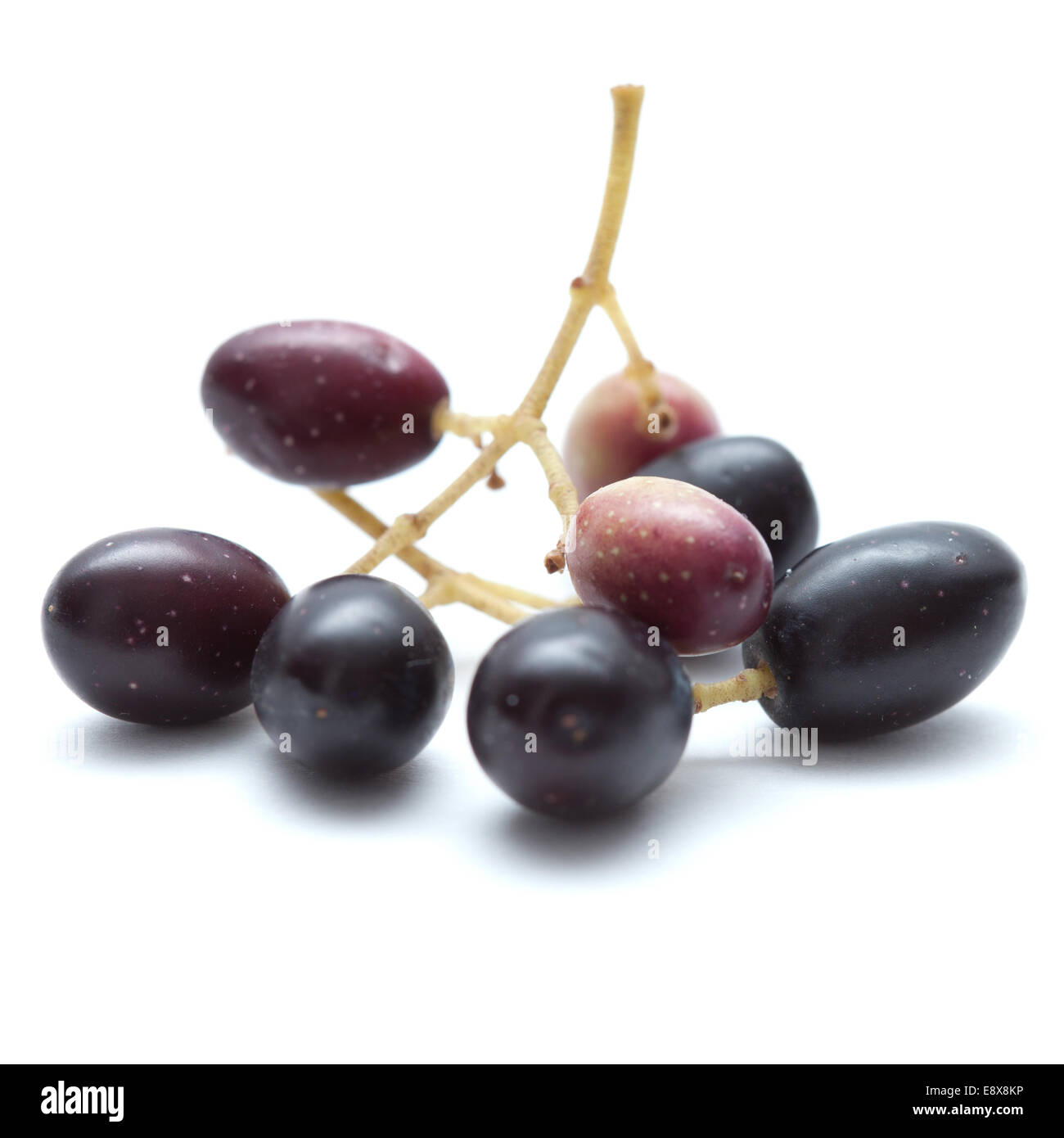 kleine Äste mit reifen Oliven isoliert auf weißem Hintergrund Stockfoto