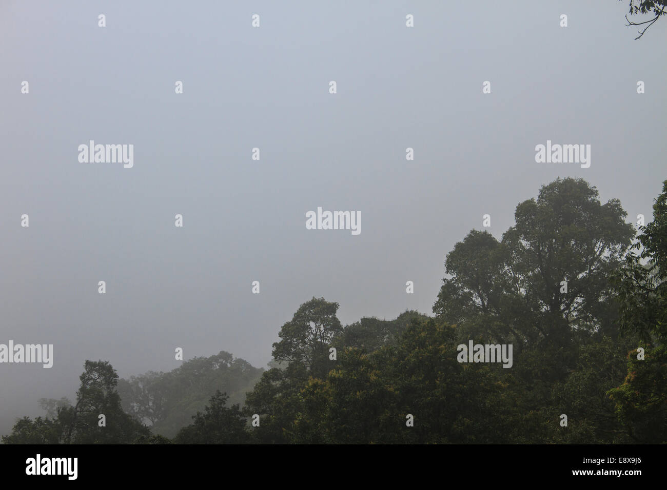 dunklen verträumten Wald mit Nebel, abstrakten Hintergrund der Natur Stockfoto