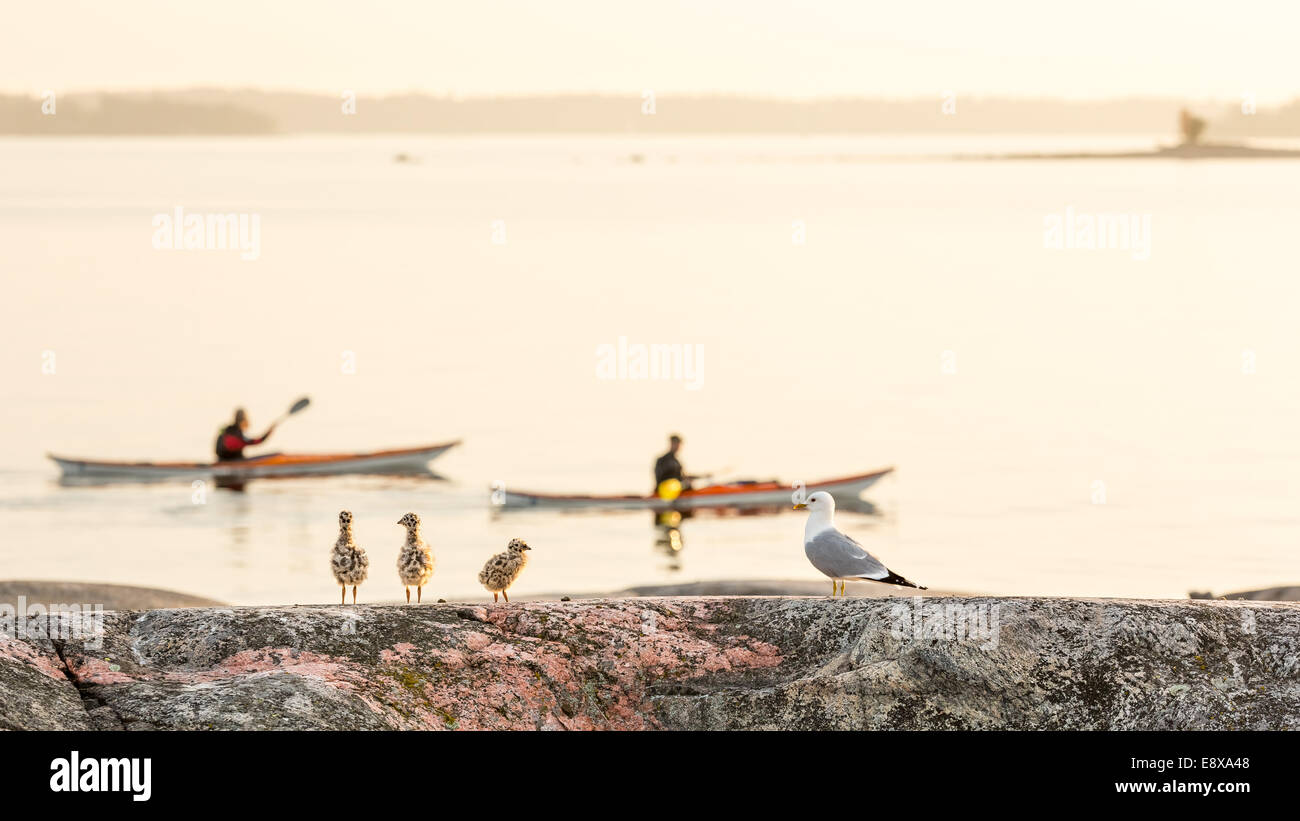 Möwen Küken auf Hattusaari Insel, Helsinki, Finnland, Europa, EU Stockfoto